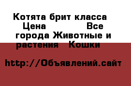 Котята брит класса › Цена ­ 20 000 - Все города Животные и растения » Кошки   